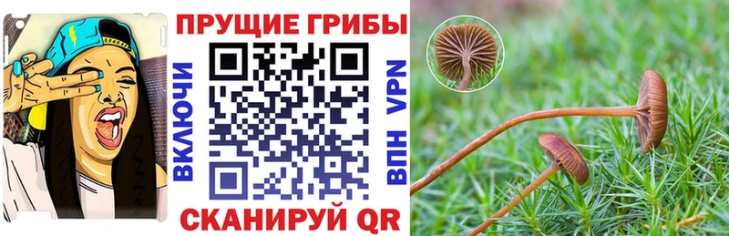Псилоцибиновые грибы Psilocybe  Северодвинск 